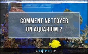 comment-nettoyer-un-aquarium