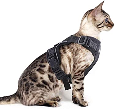 Harnais pour chat Maine coon - Guide meilleur harnais et taille adaptée