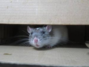 comment-les-rats-entrent-dans-une-maison