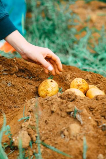 récolter-les-pommes-de-terre
