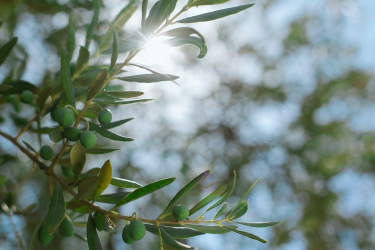arroser-olivier-en-terre