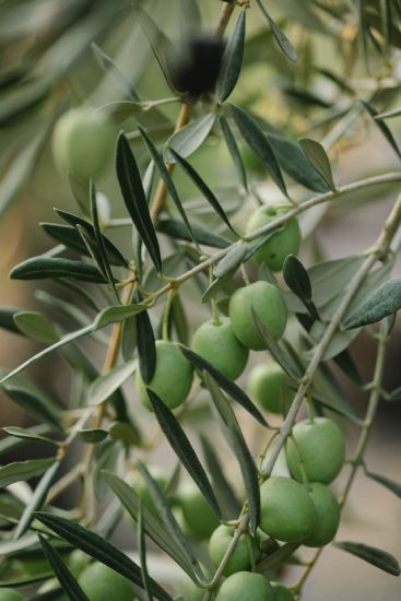 arroser-un-olivier