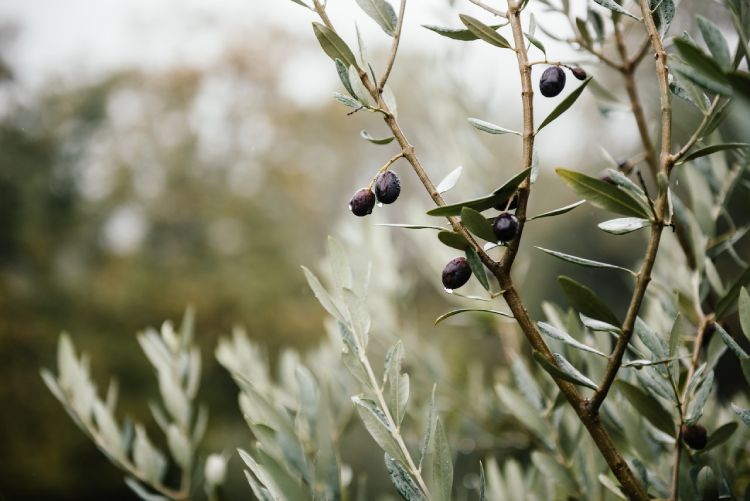 Aérer-le-cœur-de-l’olivier
