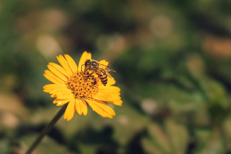 les-abeilles-sont-attirées-par-les-fleurs